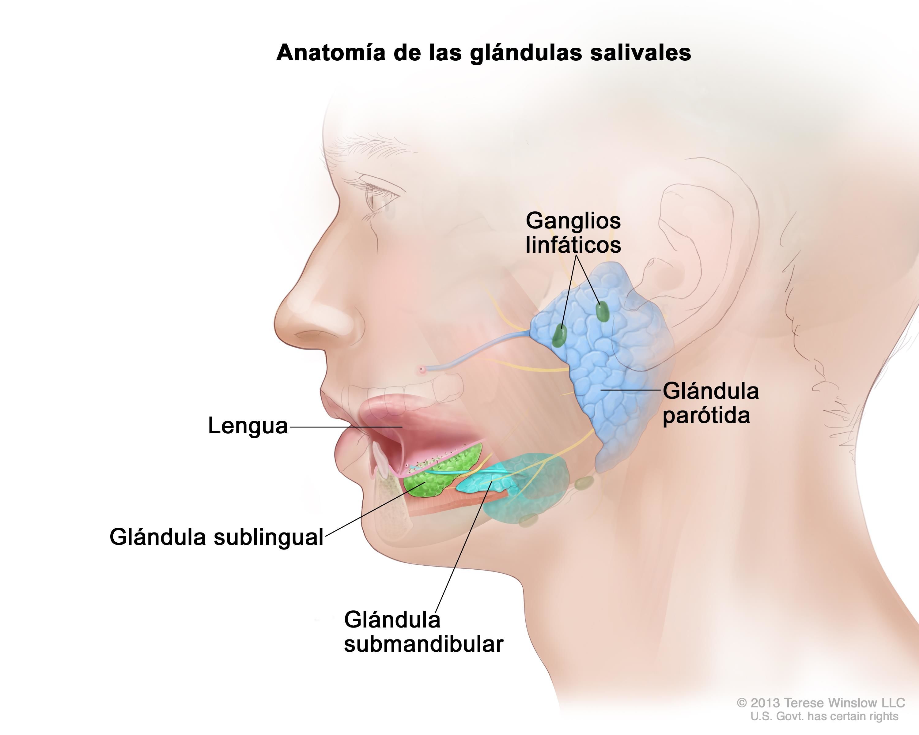 Glandulas-salivales